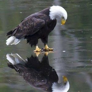 Meet your Posher, Allen